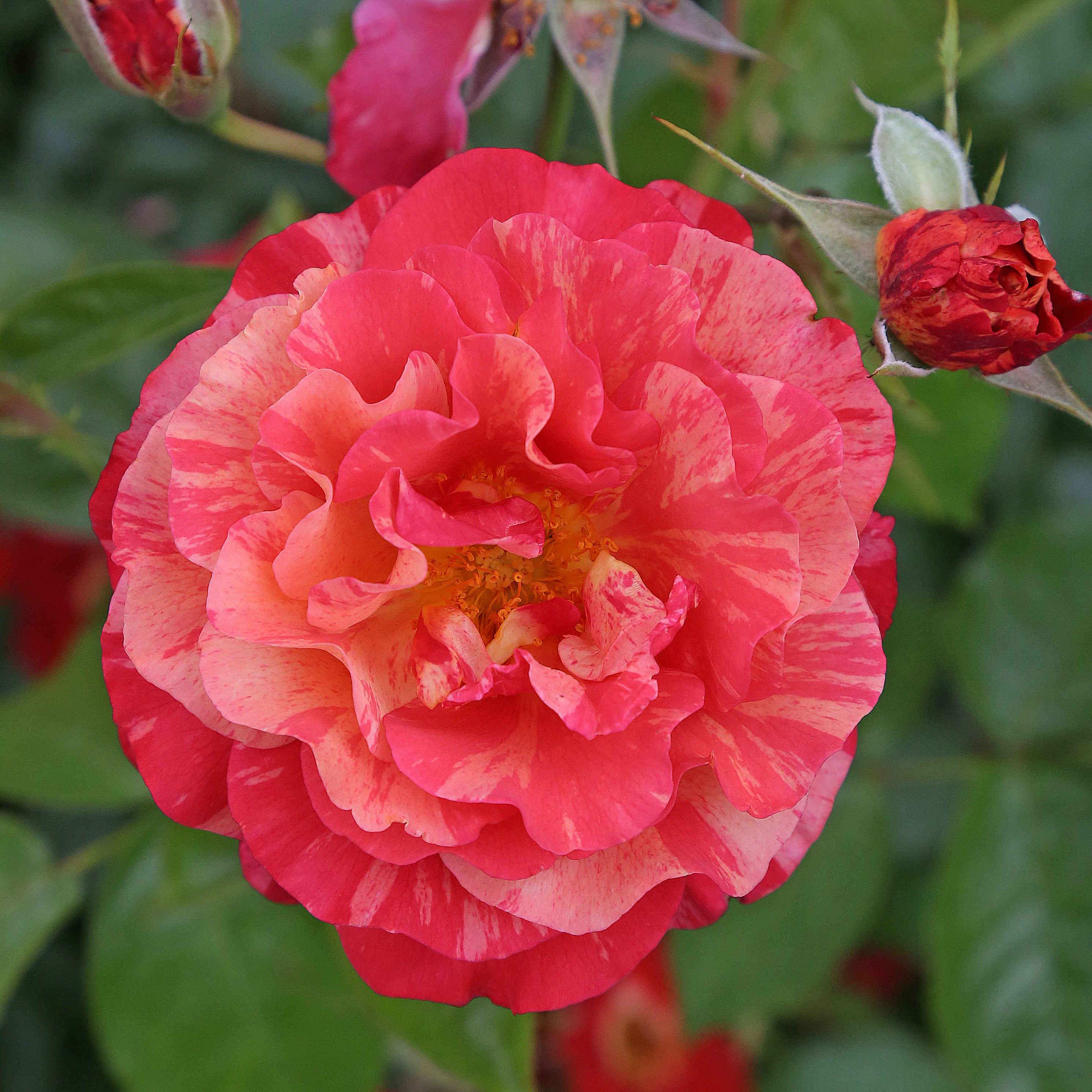 Floribunda | Frida Kahlo