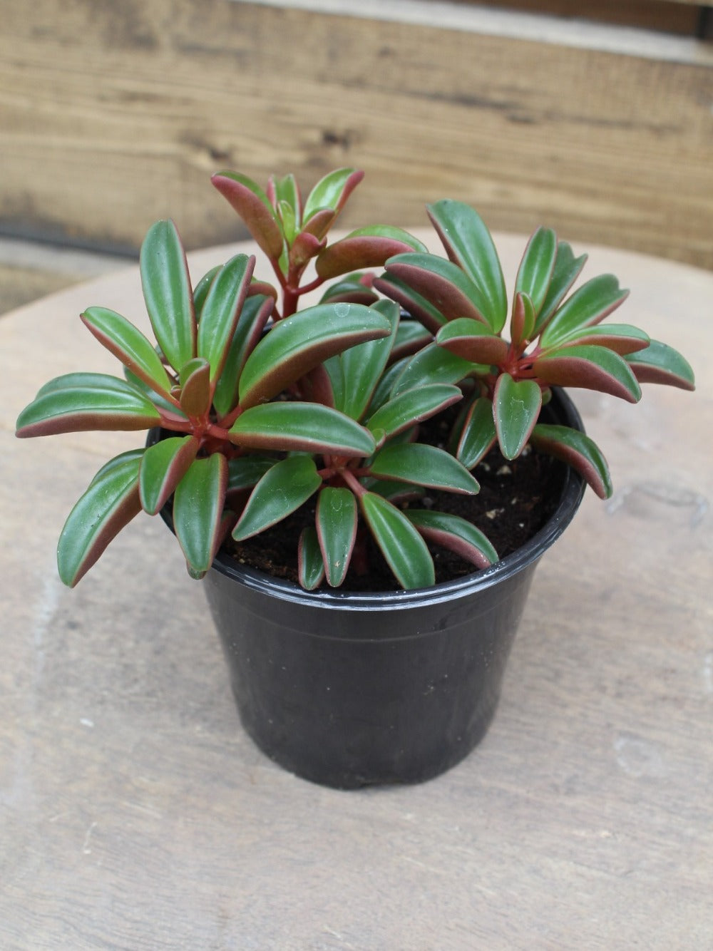 Peperomia Ruby Glow 4