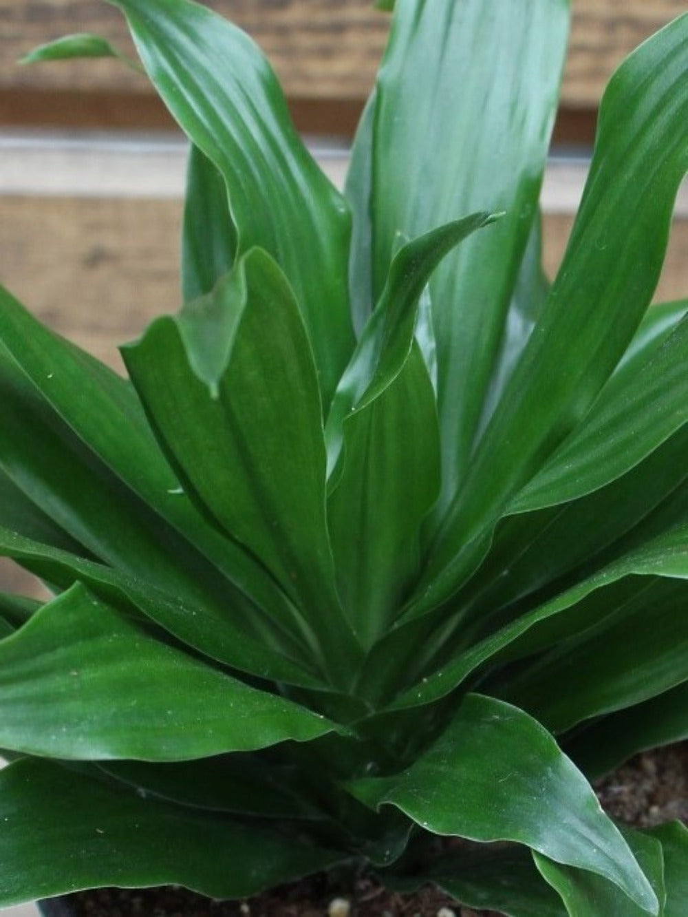 Dracaena Janet Craig