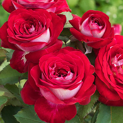 Hybrid Tea | Love at First Sight