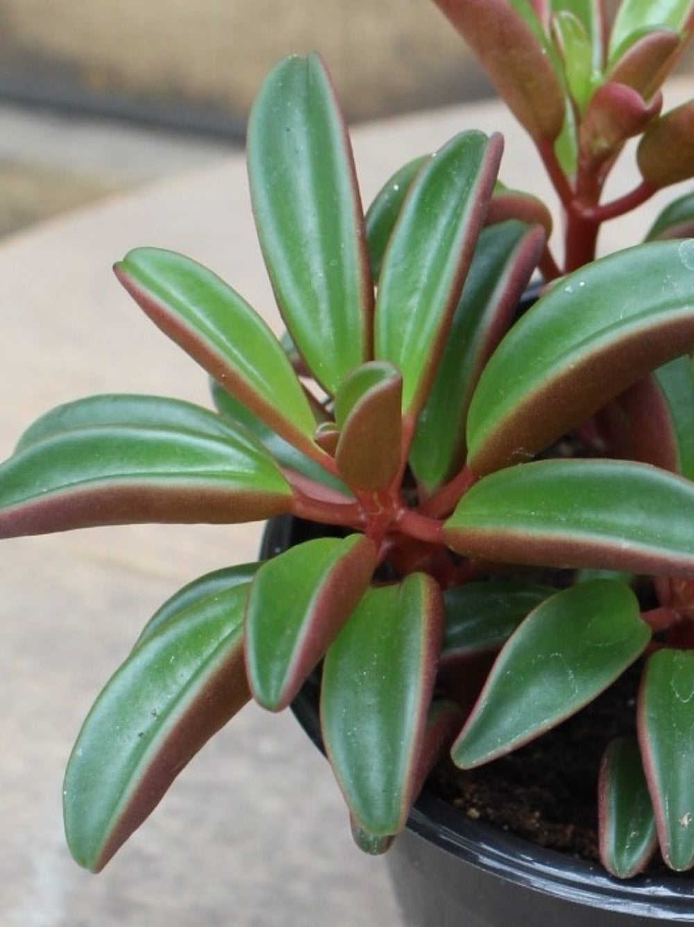 Peperomia Ruby Glow 4