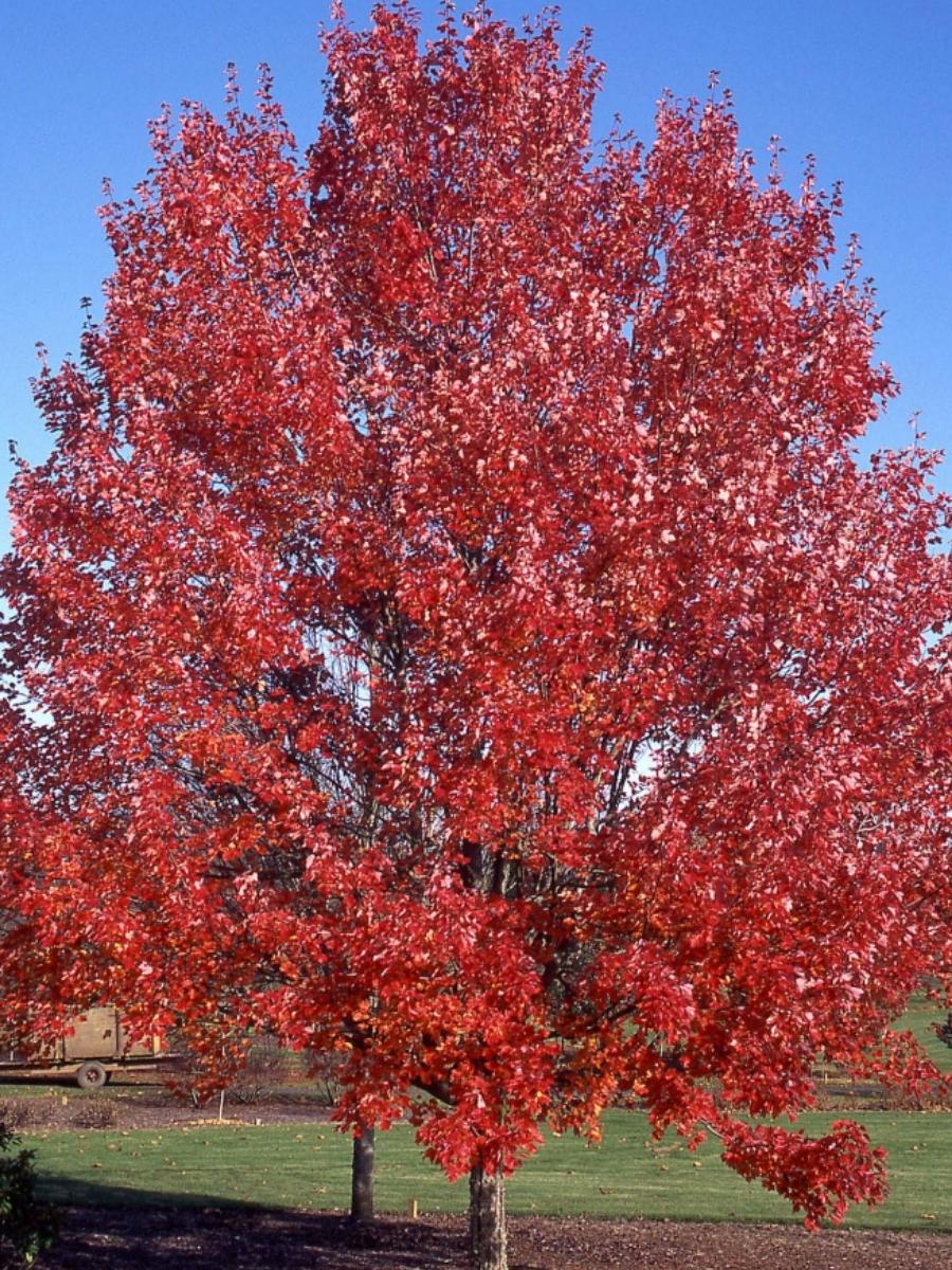 Acer rubrum 'October Glory' Maple 7G