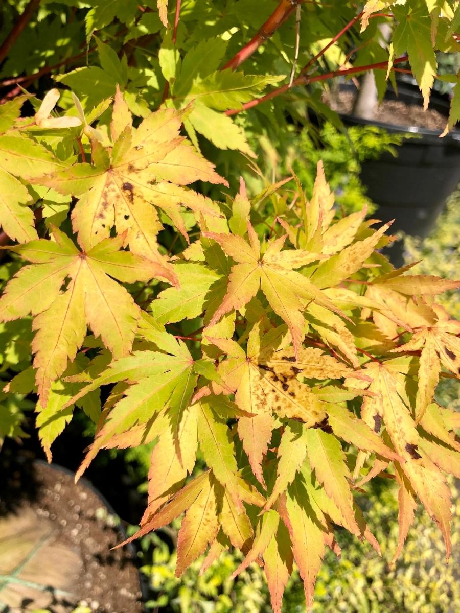 Acer P. Sango Kaku Japanese Maple