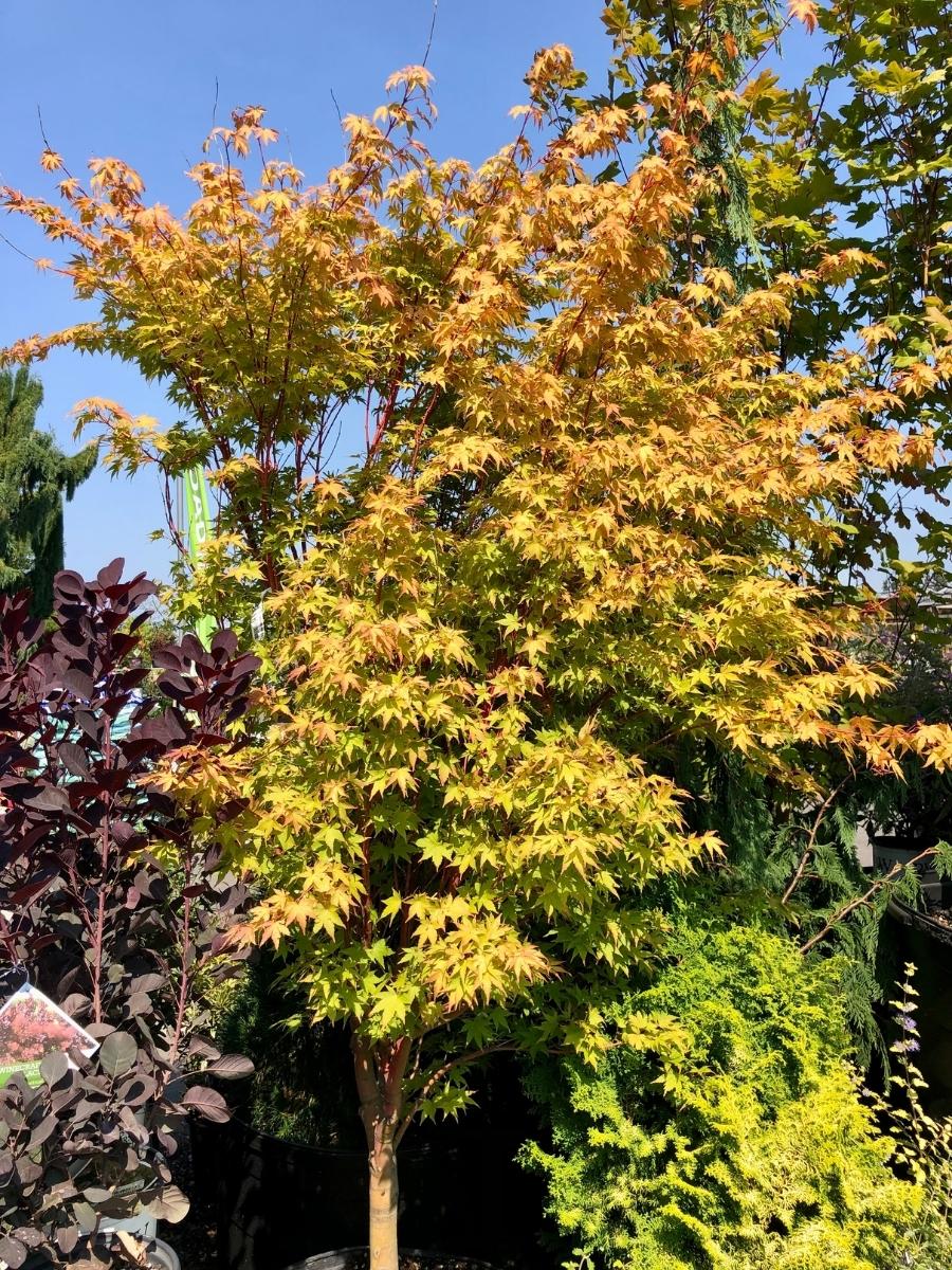 Acer P. Sango Kaku Japanese Maple