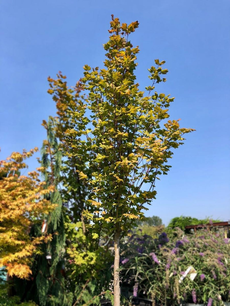 Acer 'Three Cheers' Maple