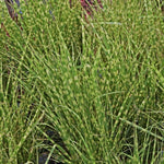 Miscanthus 'Gold Bar' Maiden Grass 1G