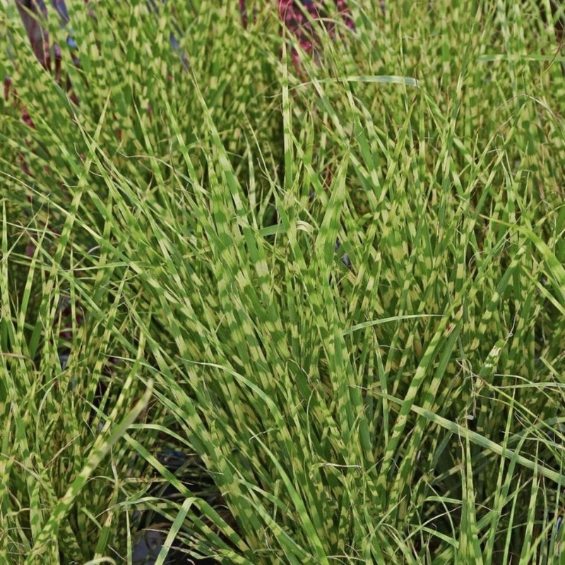 Miscanthus 'Gold Bar' Maiden Grass 1G
