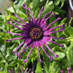 African Daisy Flowerpower™ Purple Spider