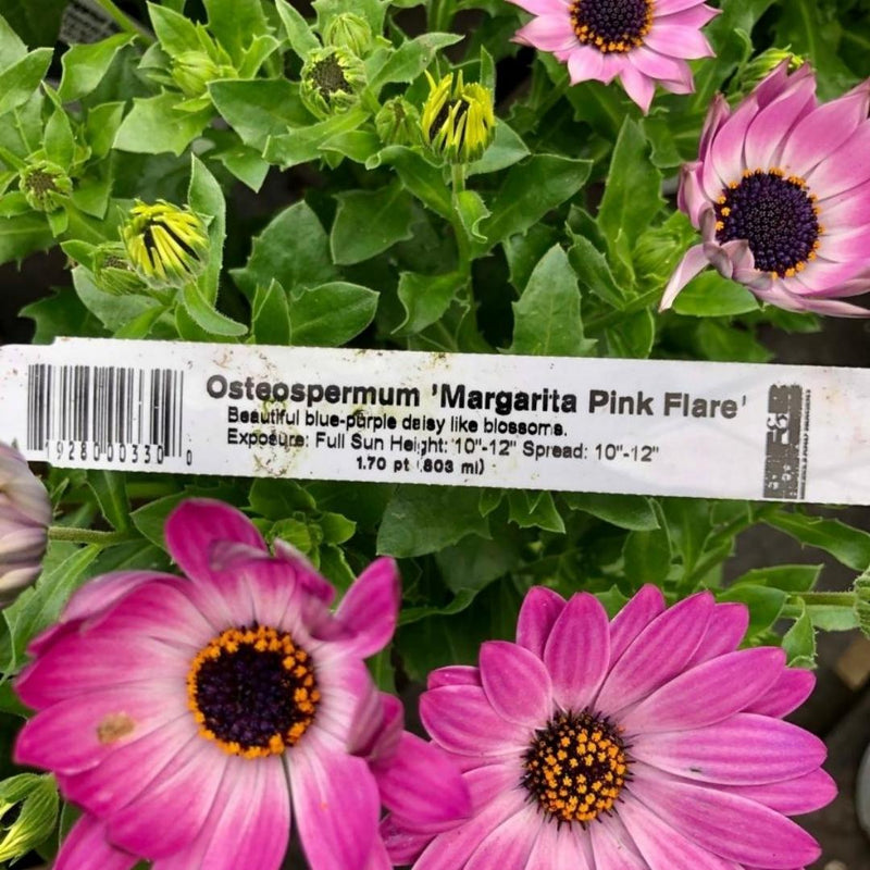 African Daisy 'Margarita Pink Flare' 1Qt