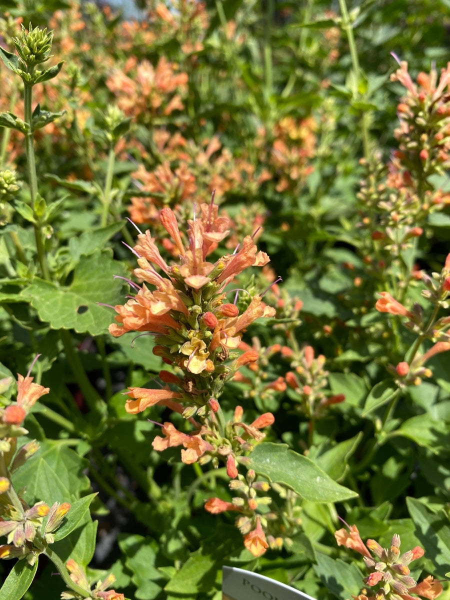 Agastache Poquito Orange 1G