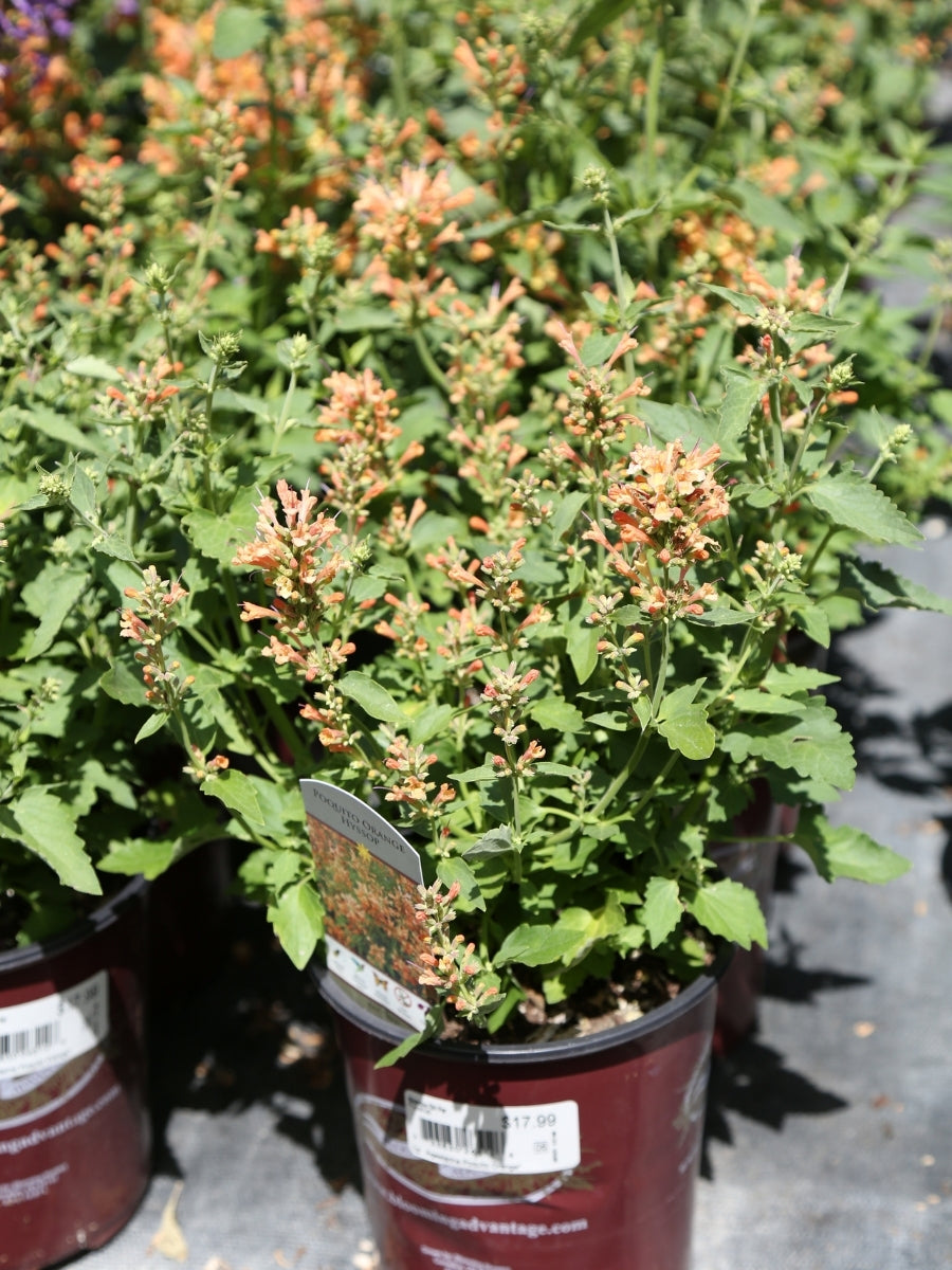 Agastache Poquito Orange 1G