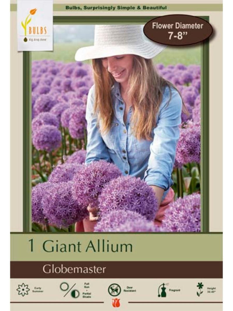 Allium 'Globemaster' - Bulb