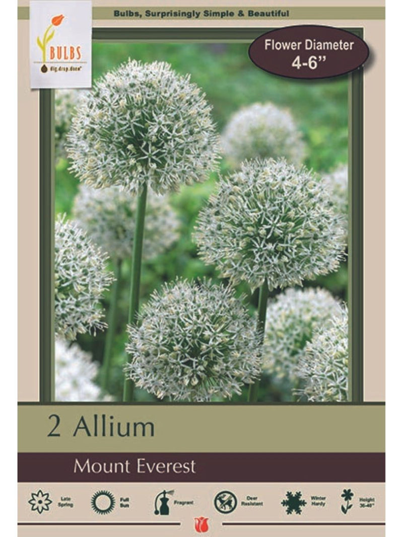Allium 'Mount Everest' - Bulb Pack