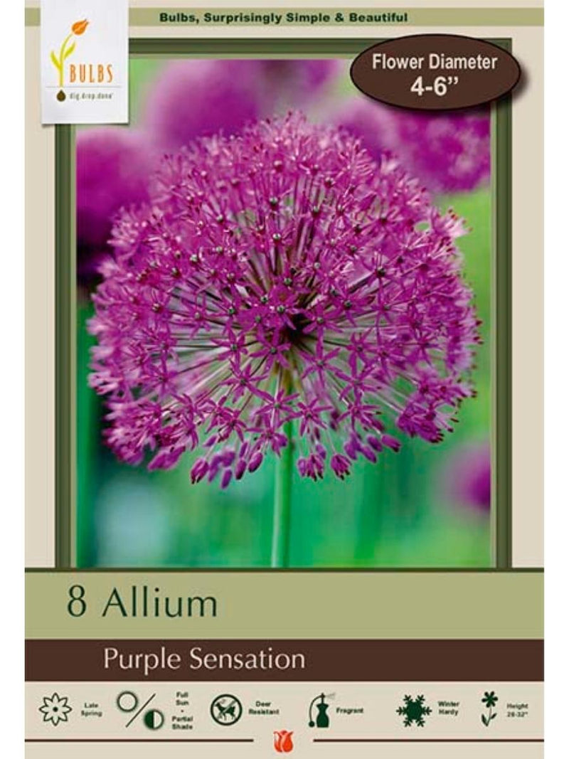 Allium 'Purple Sensation' - Bulb Pack