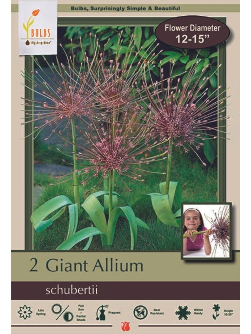 Allium 'Schubertii' - Bulb Pack