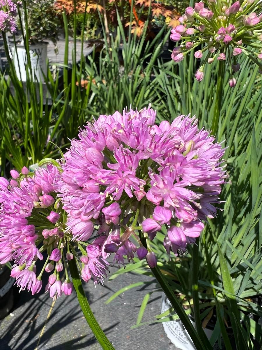 Allium 'Millenium' 1G