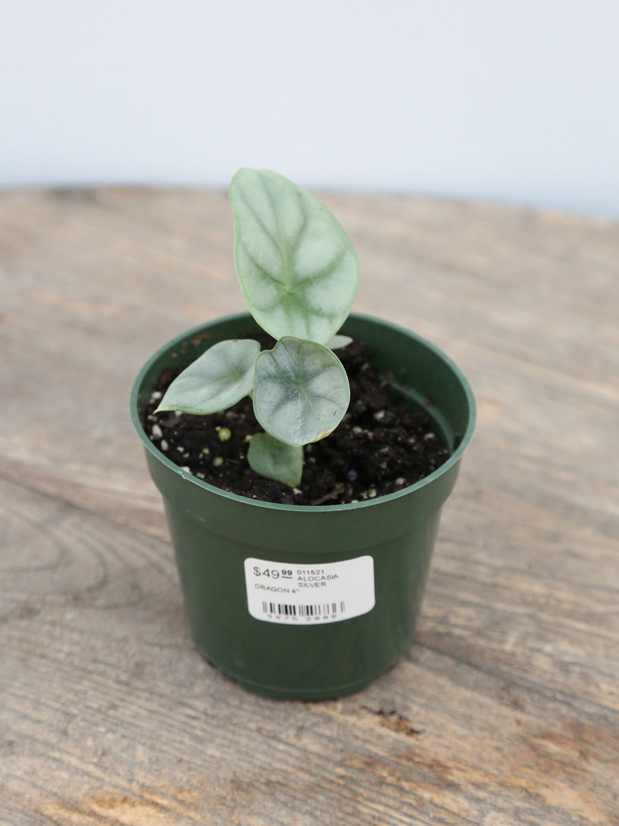 Alocasia 'Silver Dragon' 4"