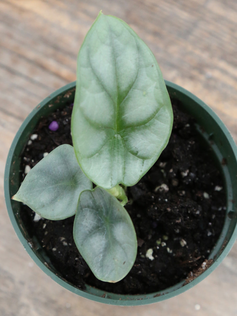 Alocasia 'Silver Dragon' 4"