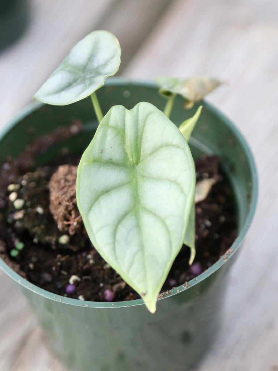 Alocasia 'Silver Dragon' 4"