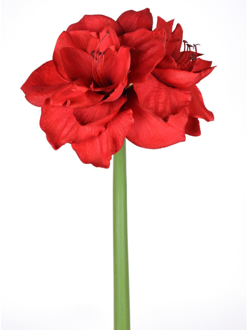 Red Amaryllis Stem