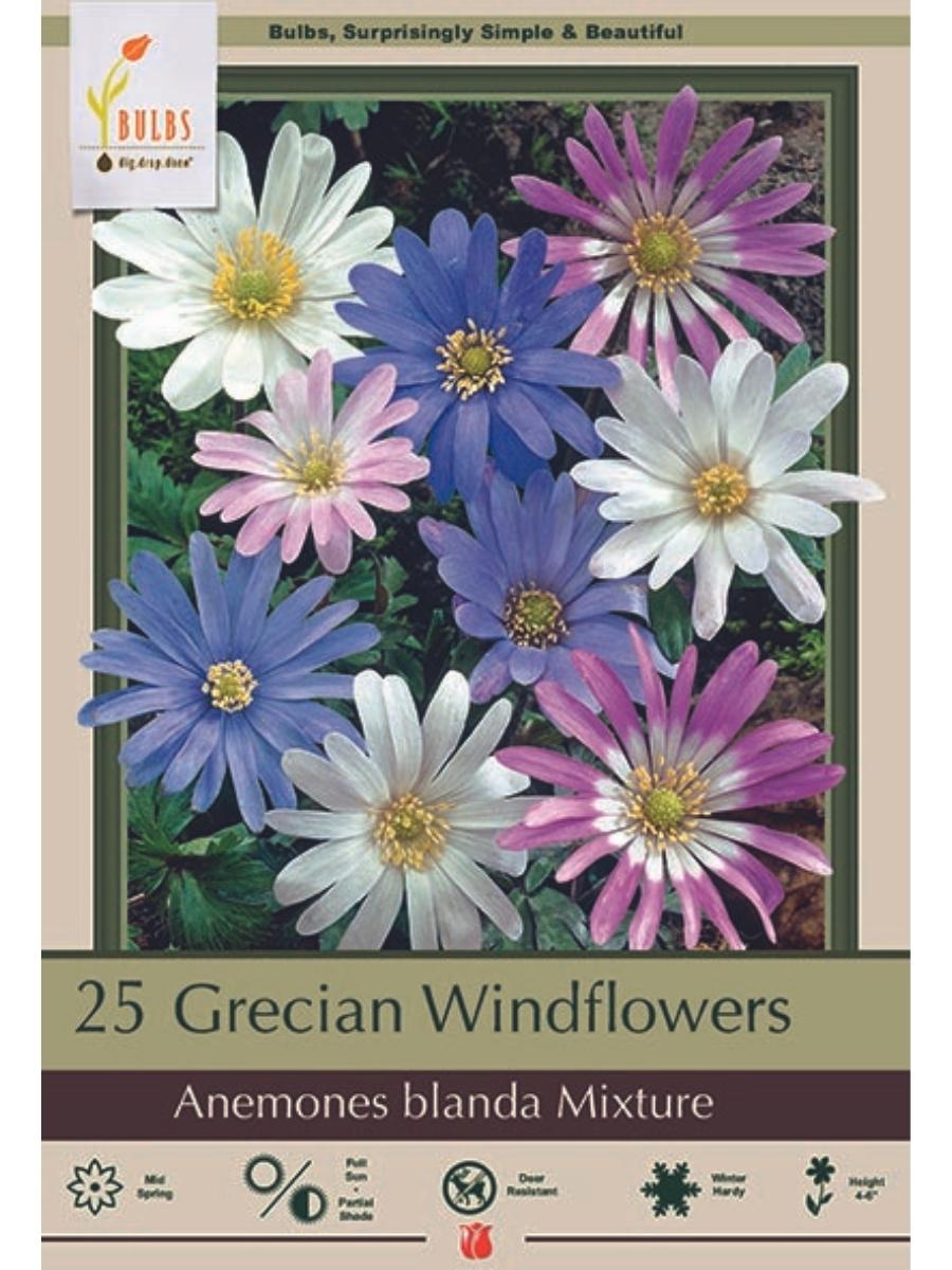 Anemone Windflower - Bulb Pack Mix