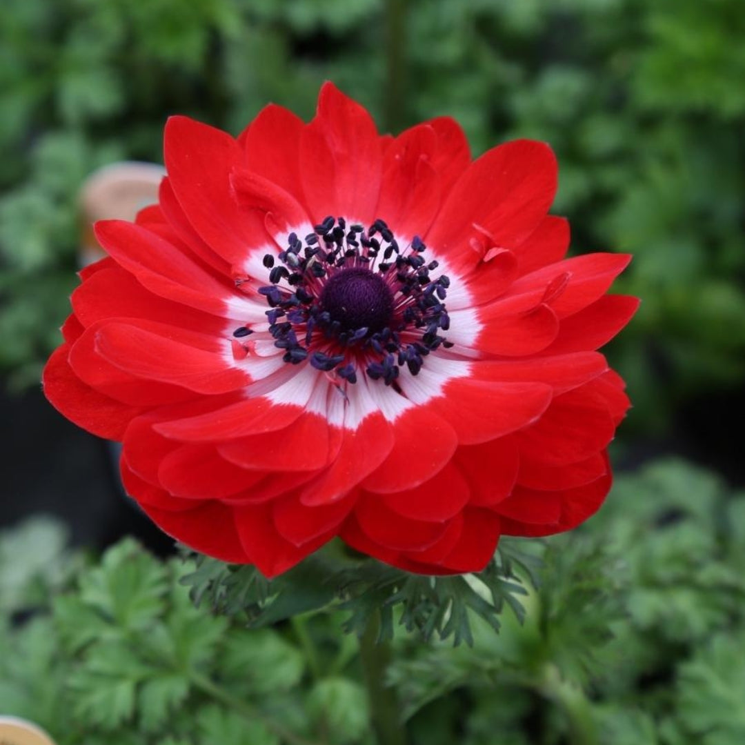 Anemone Double Scarlet Qt.