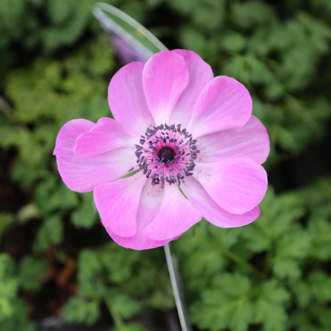 Anemone Harmony Orchid Qt.