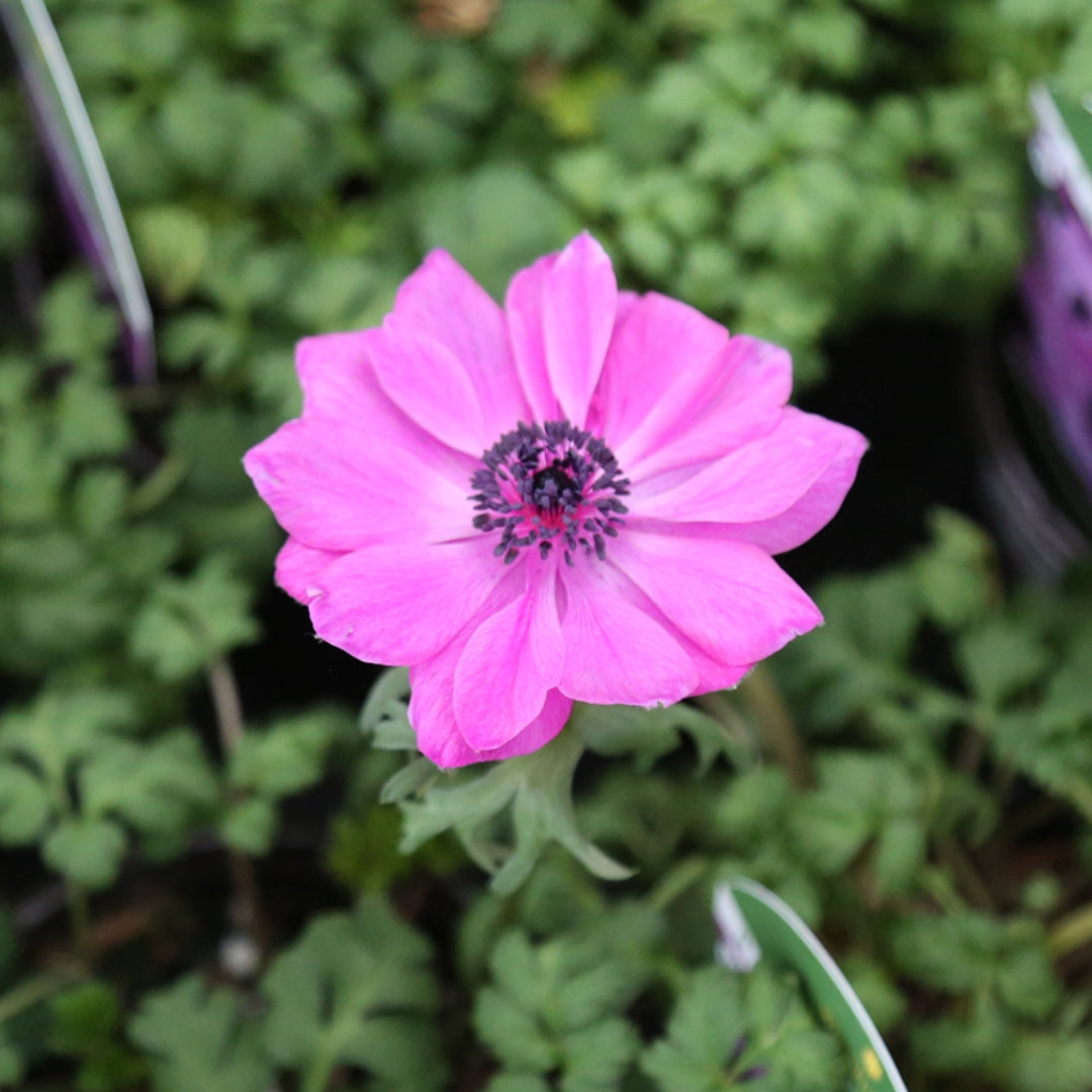 Anemone Harmony Orchid Qt.