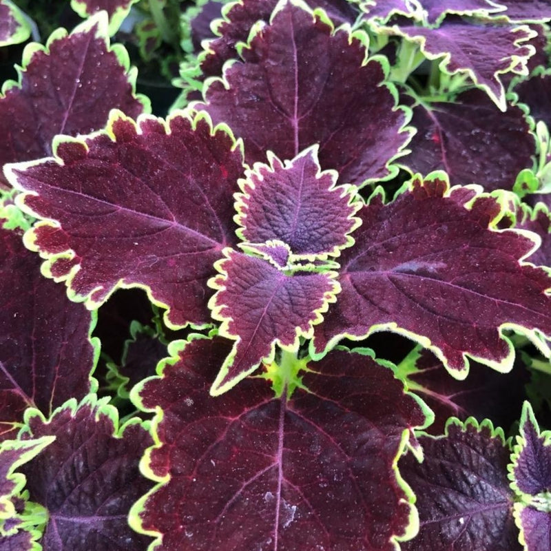 Proven Winner Coleus Wicked Witch Qt.