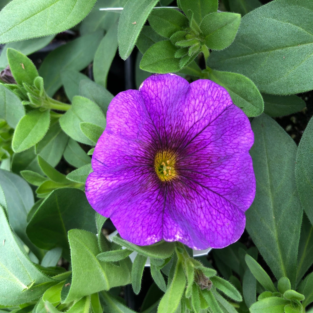 Watson's Greenhouse 