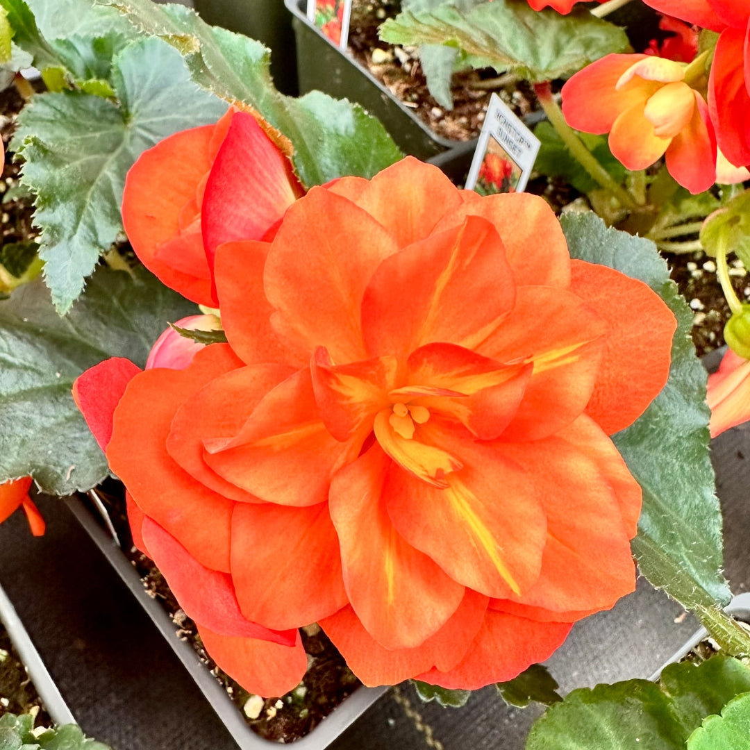 Watson's Greenhouse 