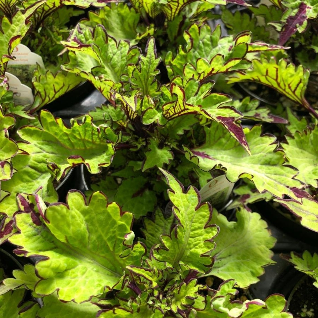Coleus 'Rodeo Drive' 4"