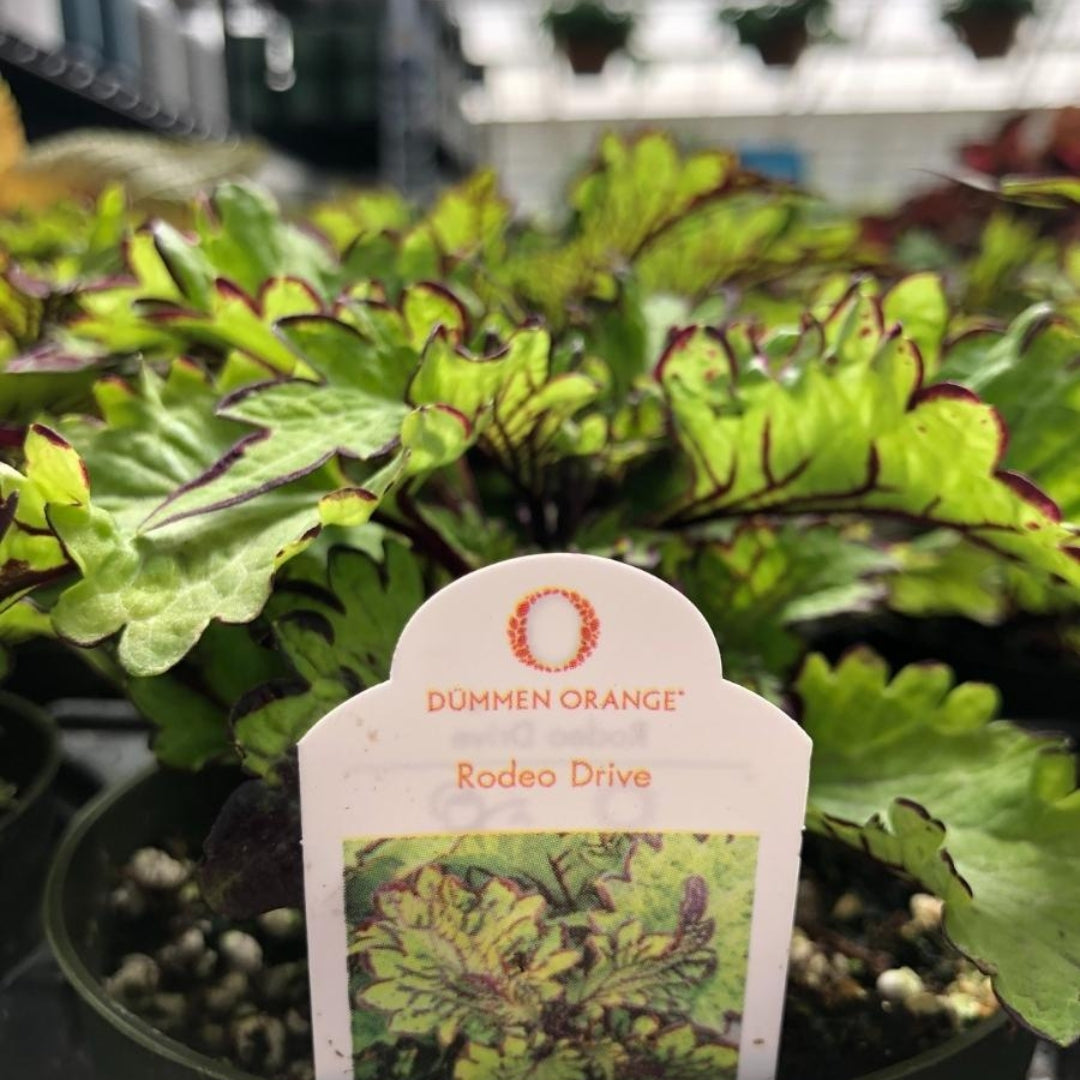 Coleus 'Rodeo Drive' 4"