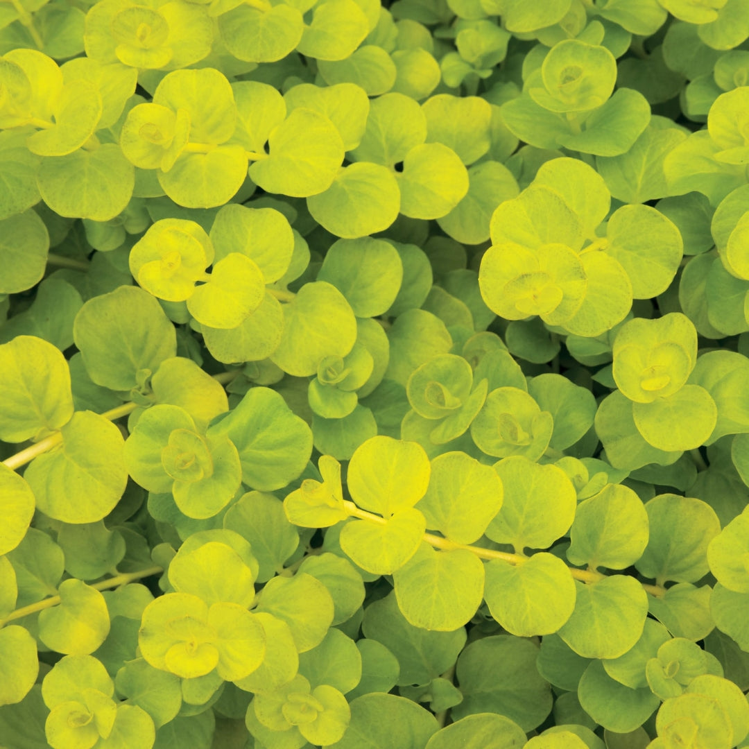 Lysimachia Creeping Jenny Gold 4"