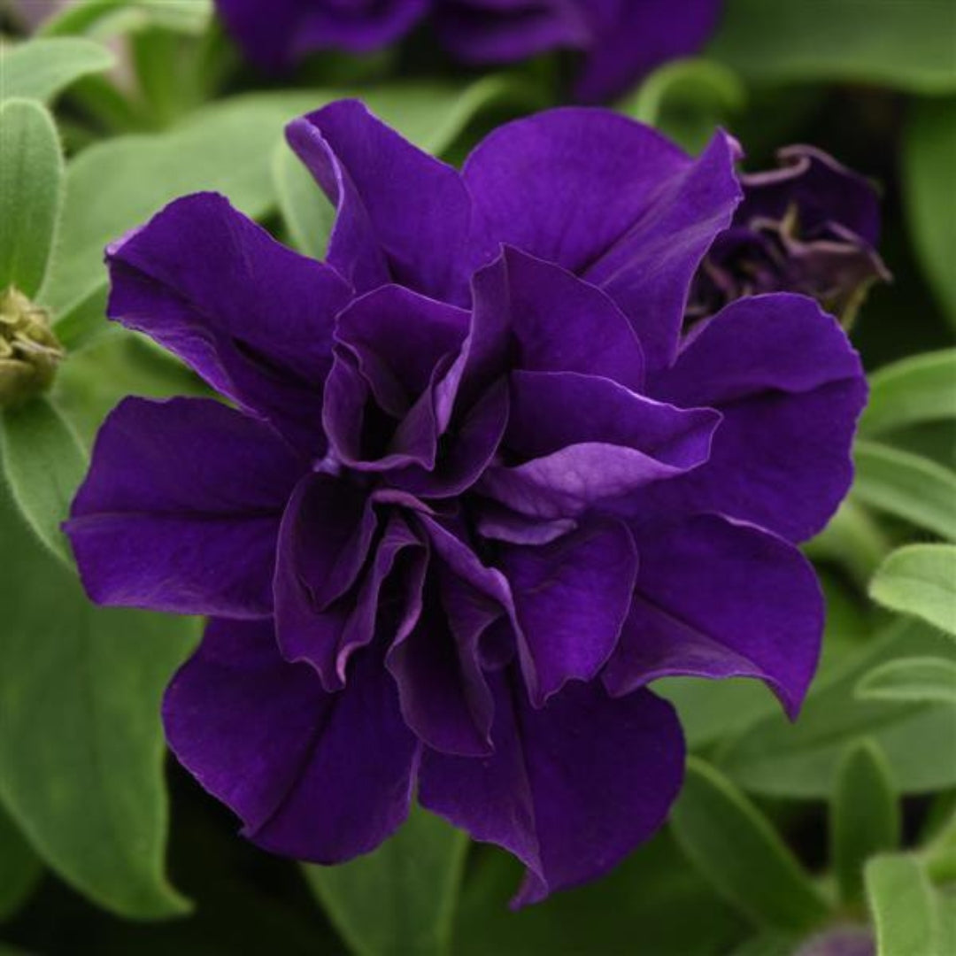 Petunia Vogue™ Blue 4"
