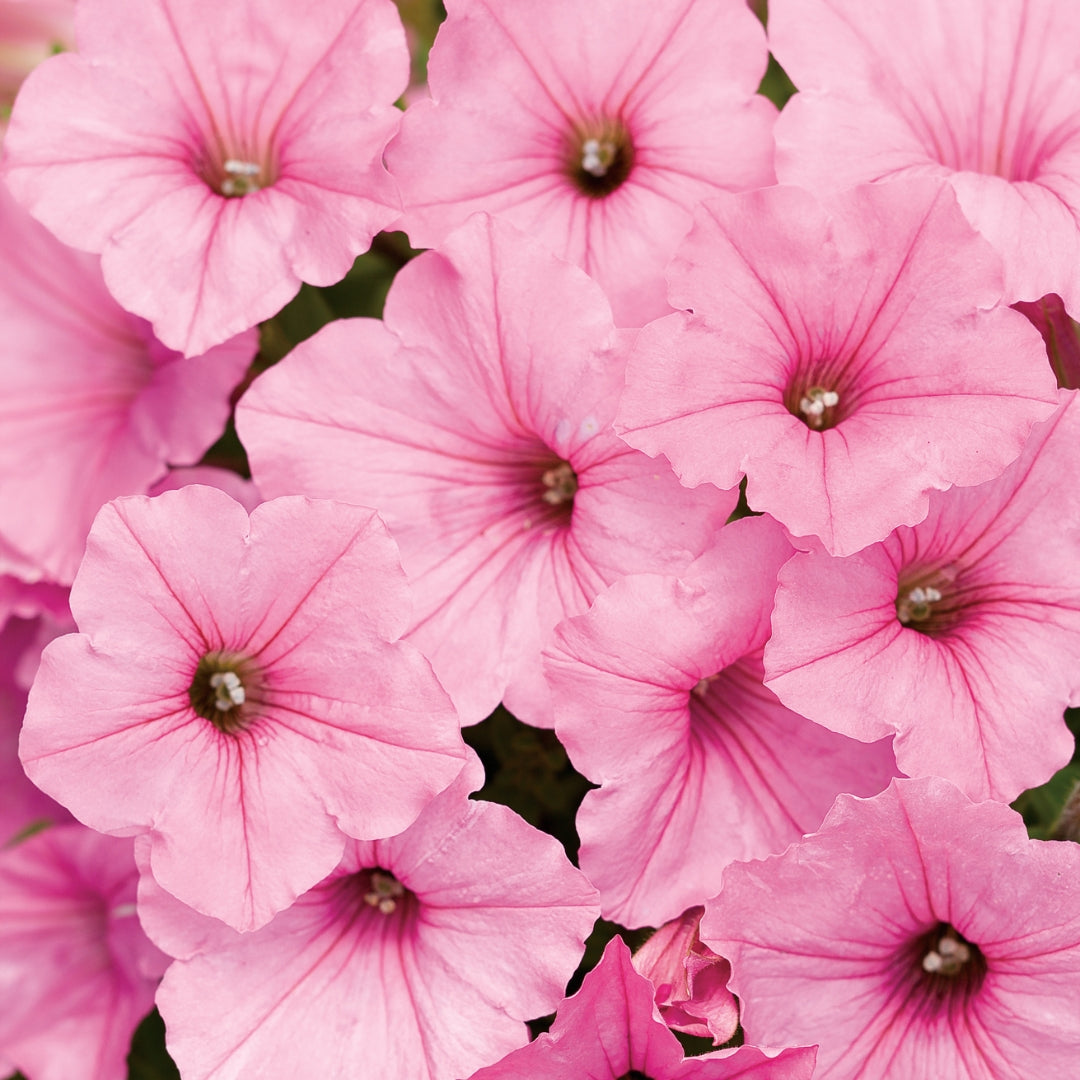 Petunia Supertunia® Vista Bubblegum 4.5"