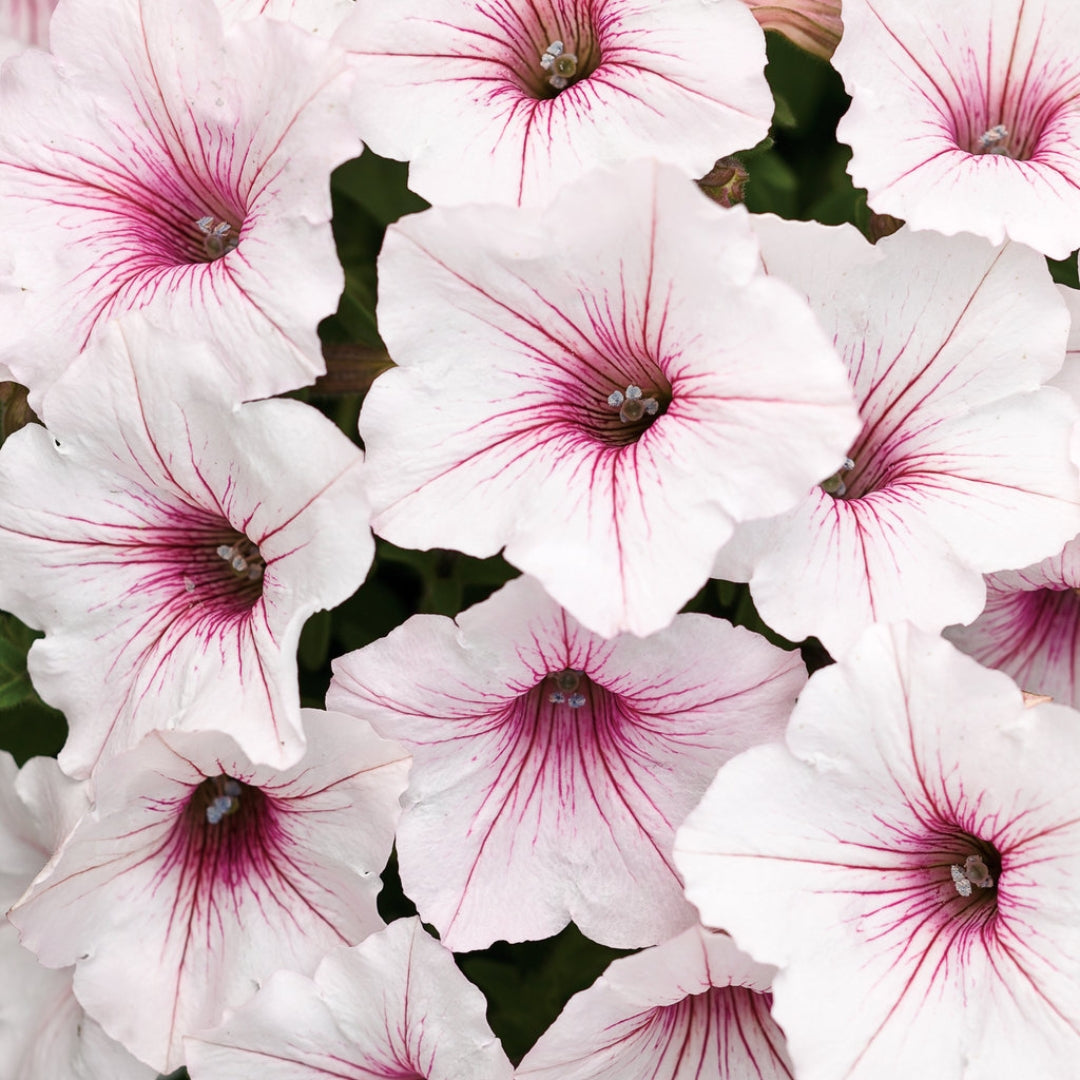 Petunia Supertunia® Vista Silverberry 4.5