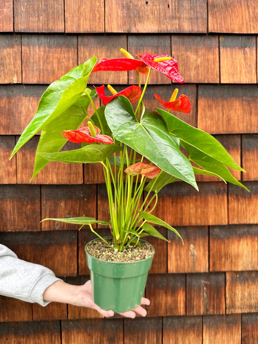 Anthurium