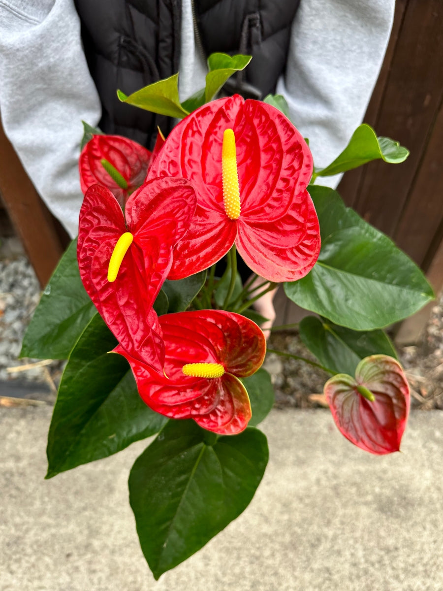 Anthurium