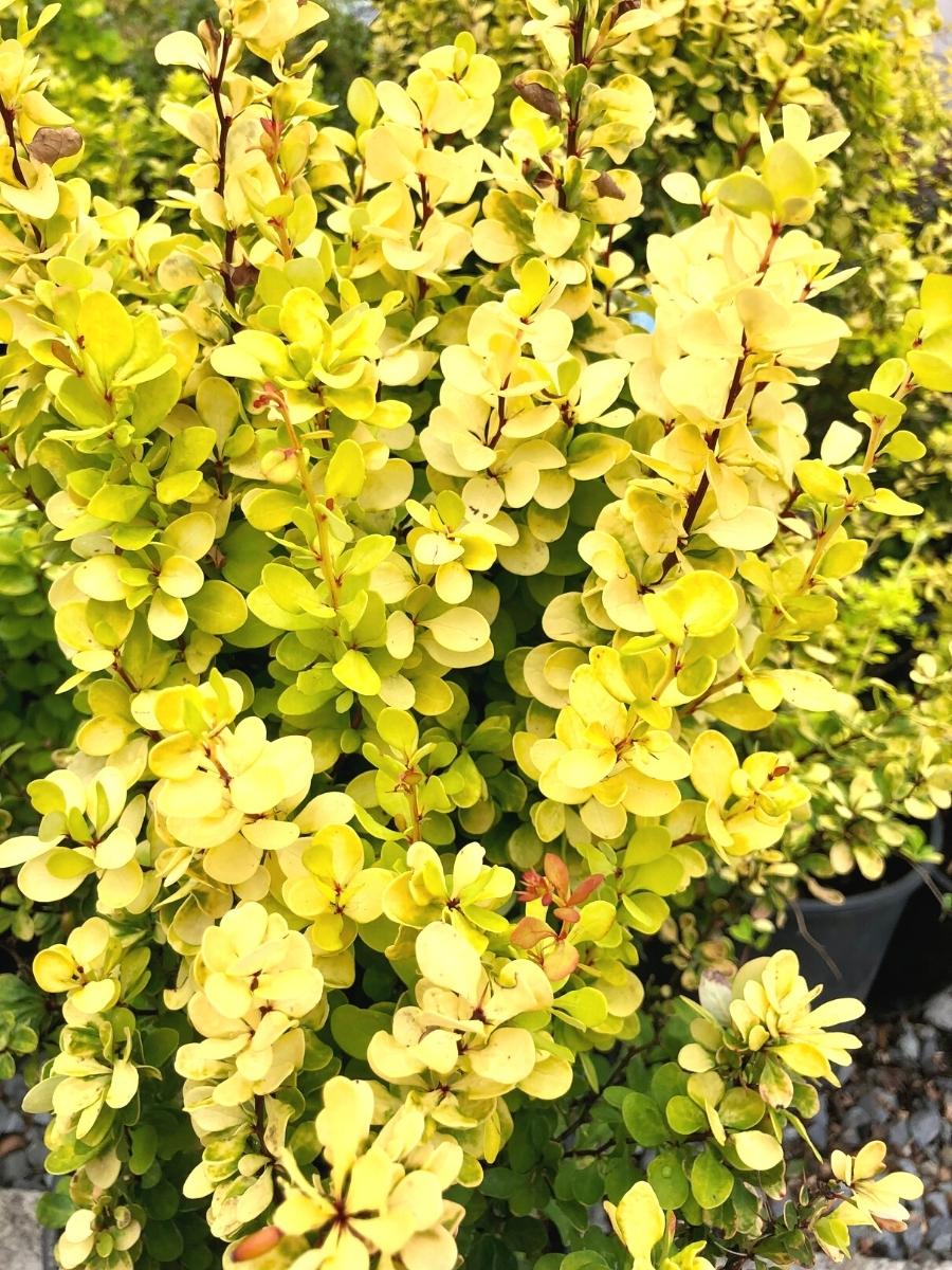 Barberry 'Golden Rocket' 2G