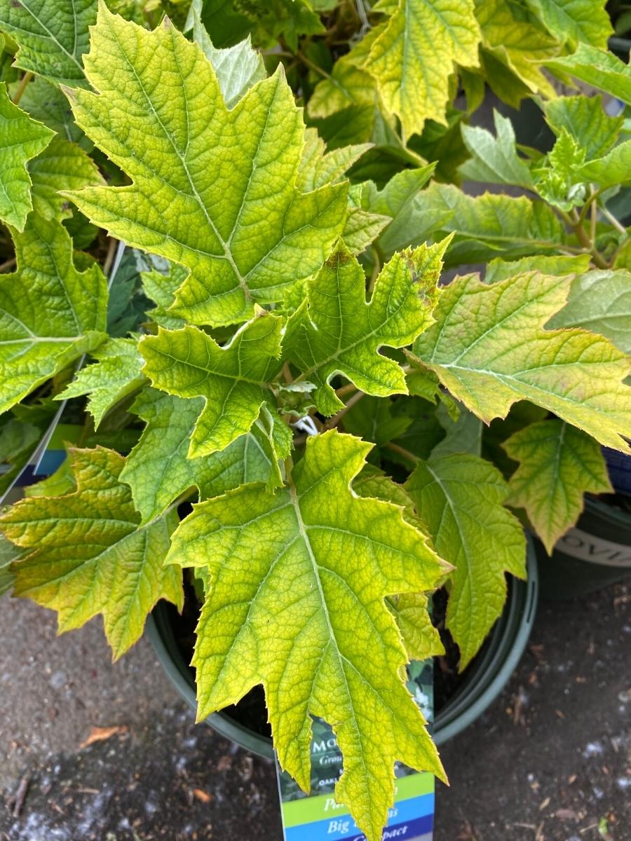 Hydrangea Oakleaf 'Muchkin' 2Ga