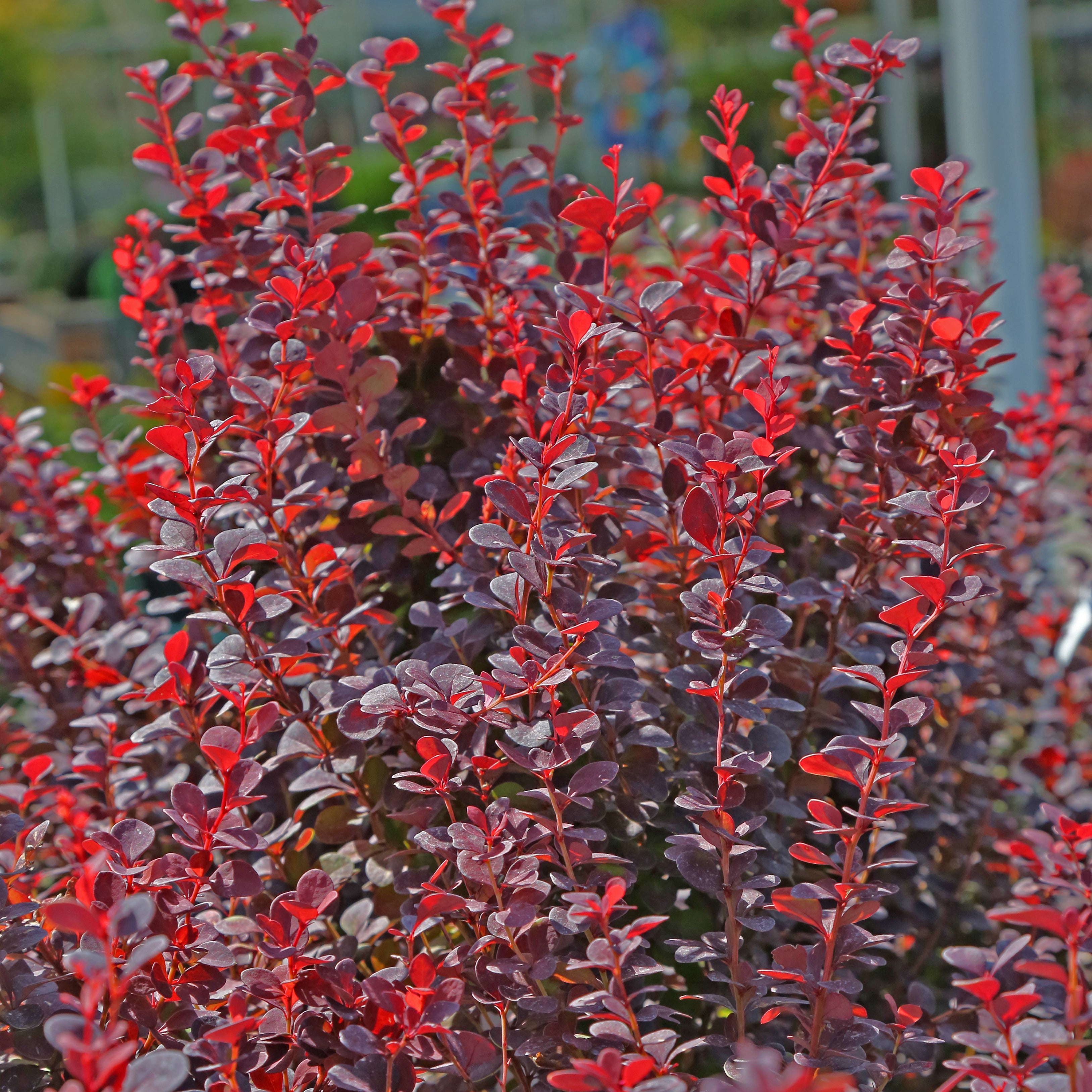 Barberry 'Orange Rocket'