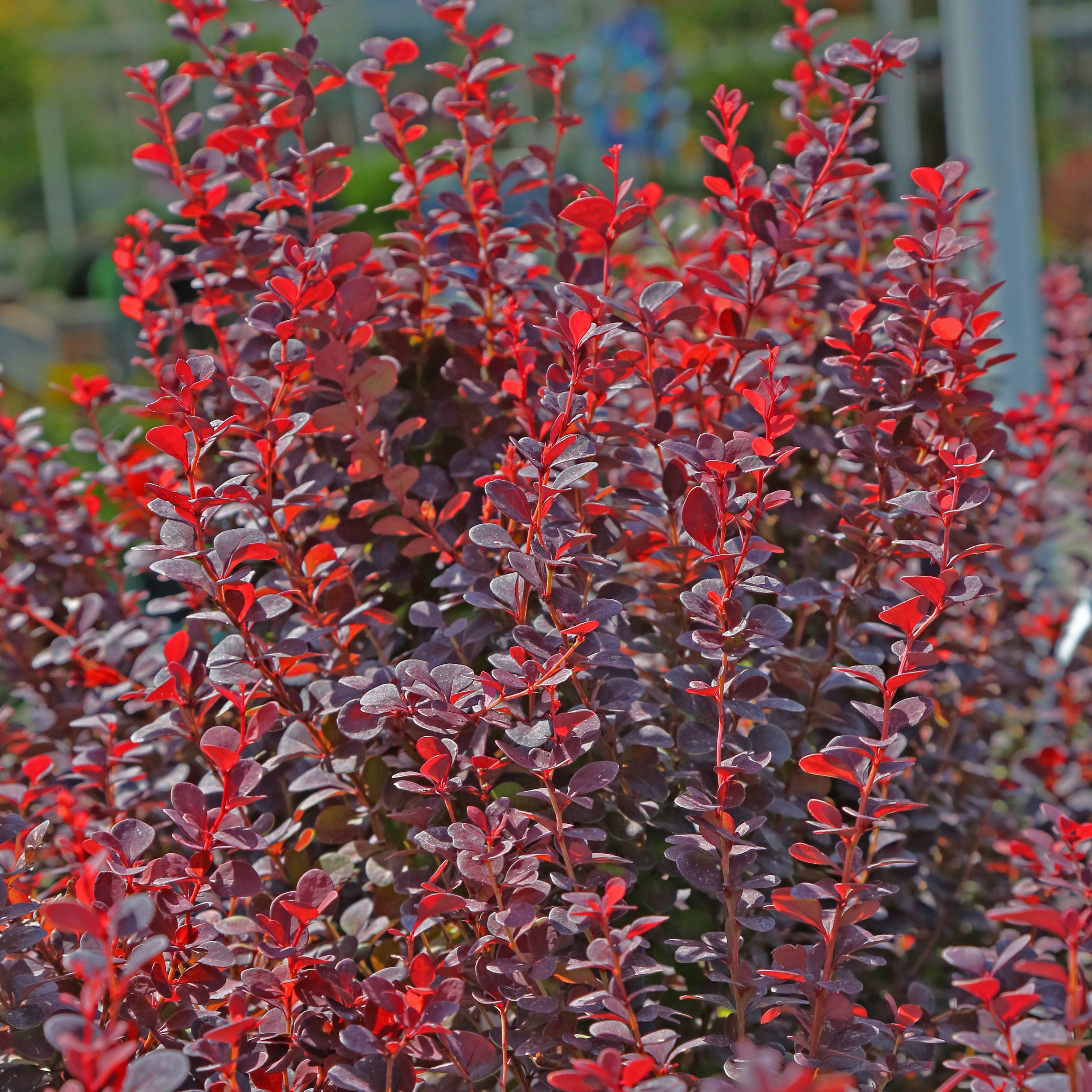 Barberry 'Orange Rocket'