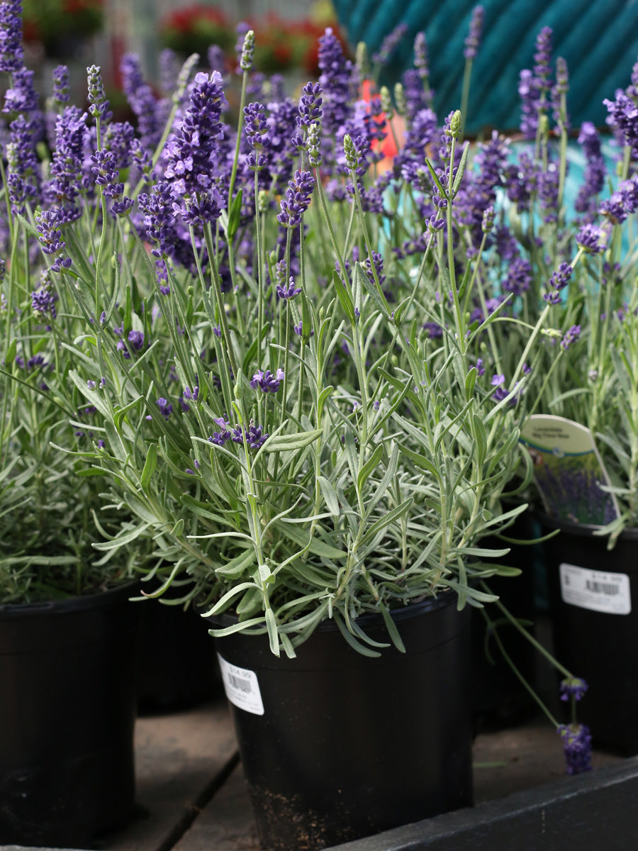 large lavender plant English Lavender