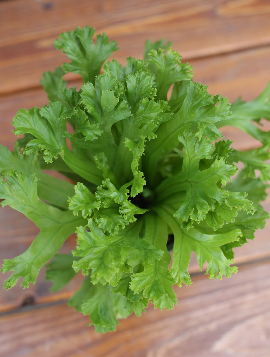 Bird's Nest Fern 4