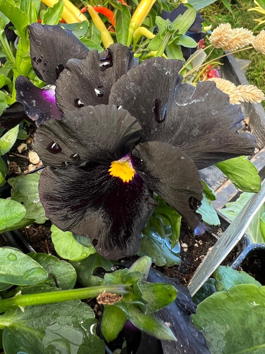 Pansies