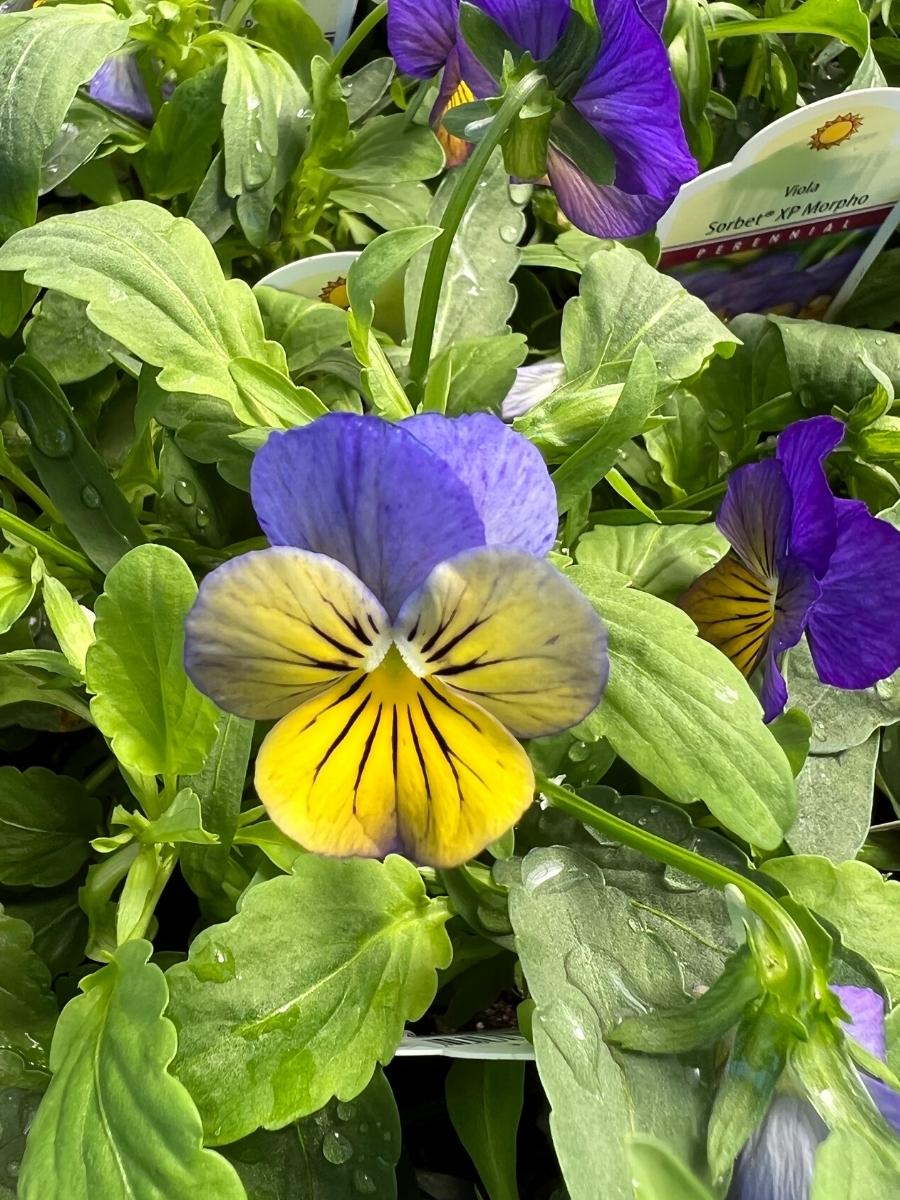 Violas