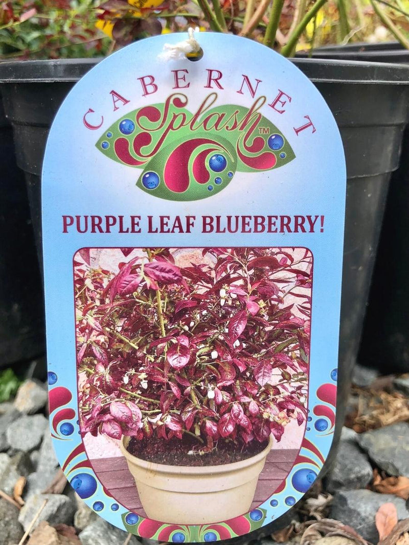 Blueberry 'Cabernet Splash' 1G