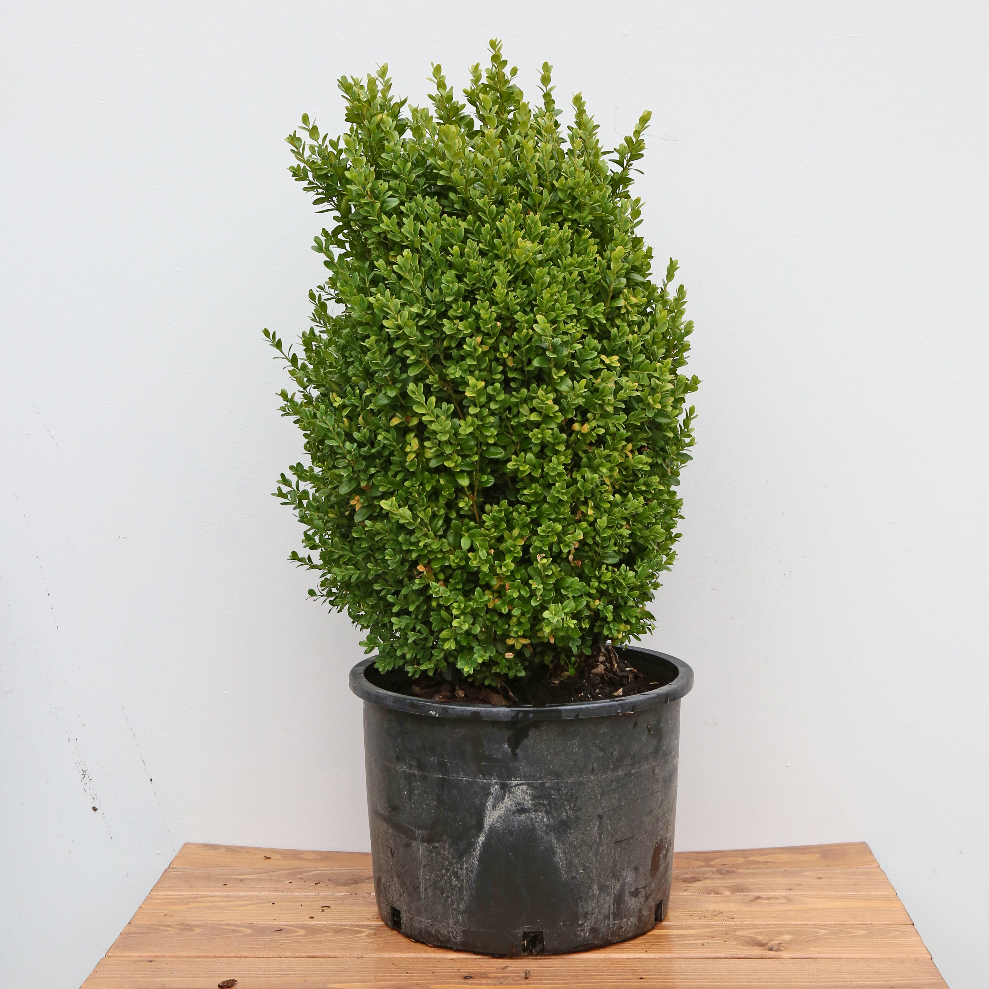 Dwarf English Boxwood