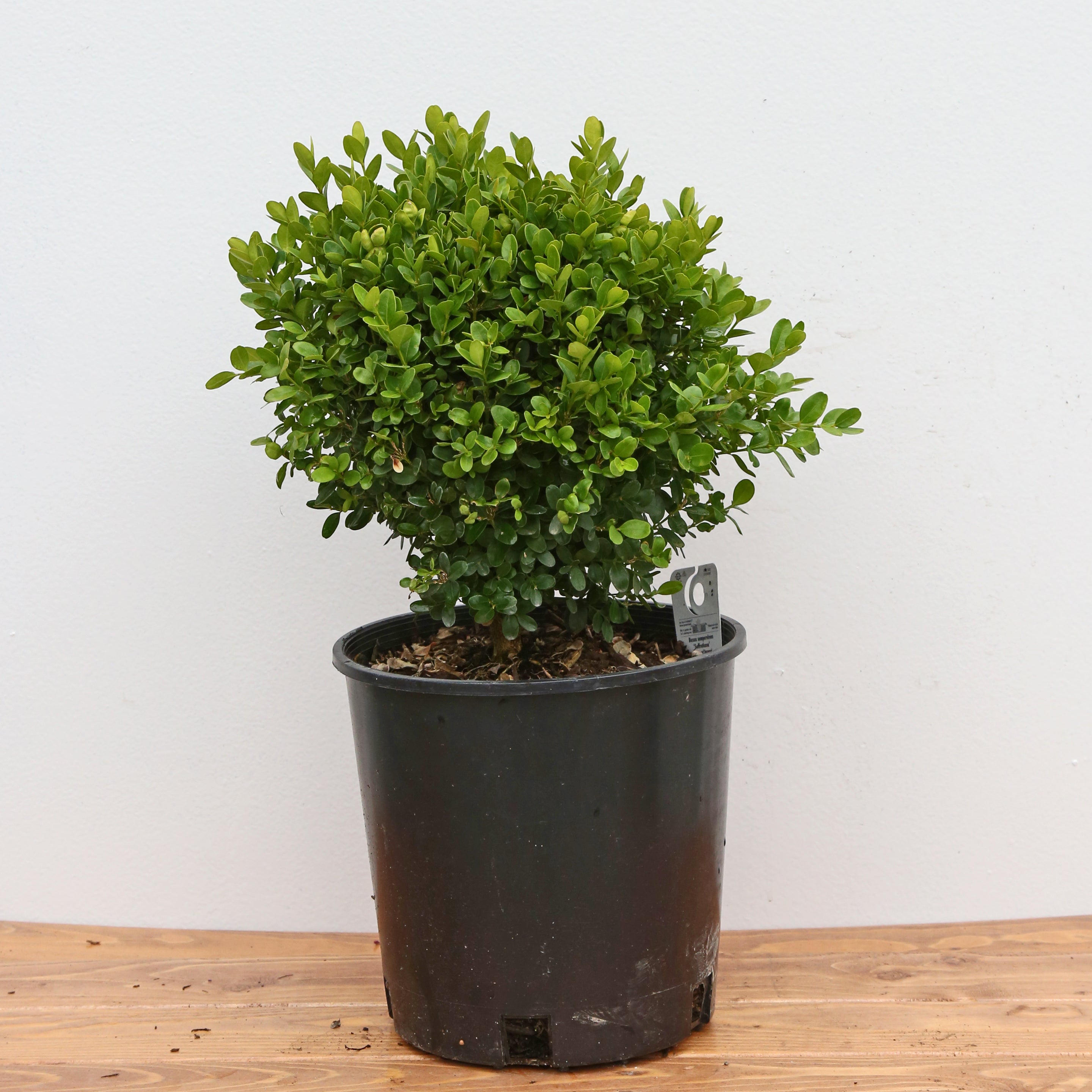 Dwarf English Boxwood